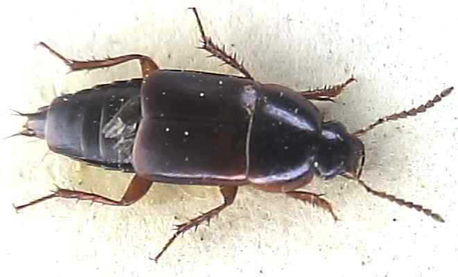 Tachinus humeralis